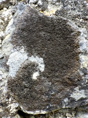 Xanthoparmelia verruculifera