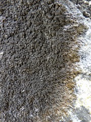 Xanthoparmelia verruculifera