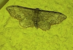 Idaea efflorata