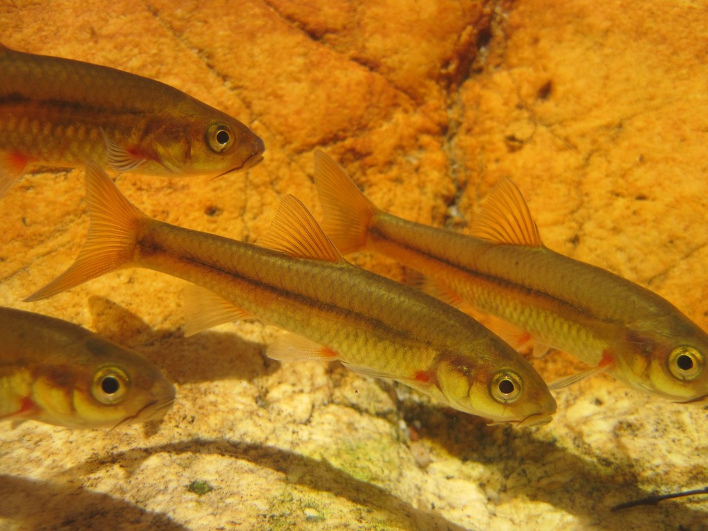 Twee River Redfin
