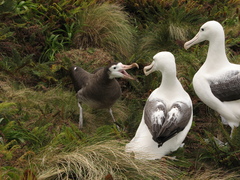Antipodean Albatross photo 3