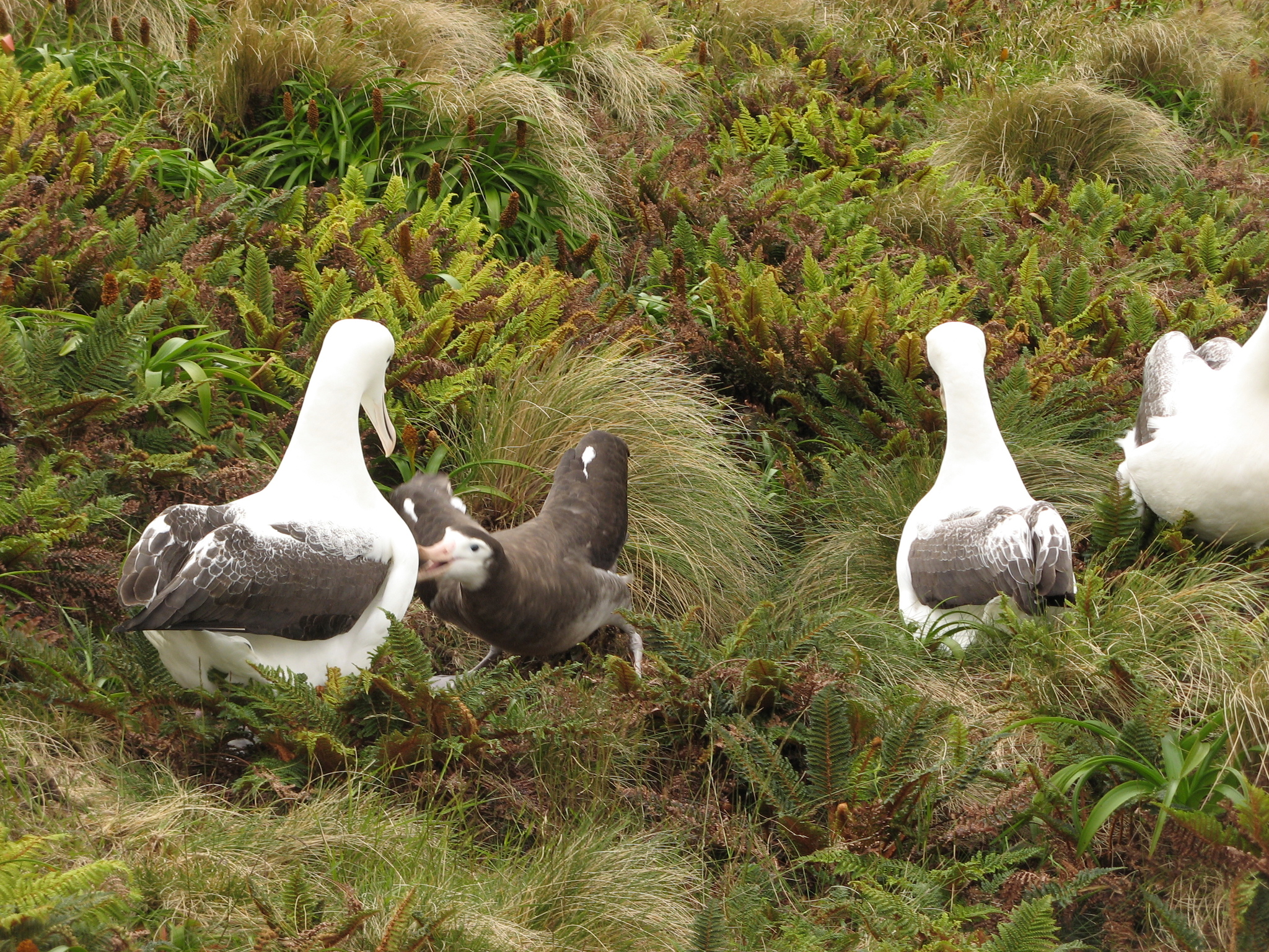 Antipodean Albatross illustration