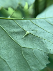Caryomyia inclinata