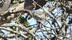 Chlorodrepanis virens virens
