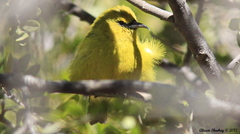 Chlorodrepanis virens
