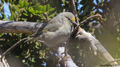 Chlorodrepanis virens virens