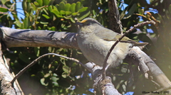 Chlorodrepanis virens virens