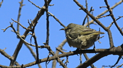 Chlorodrepanis virens virens
