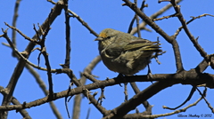 Chlorodrepanis virens virens