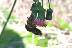 Gorgythion begga begga