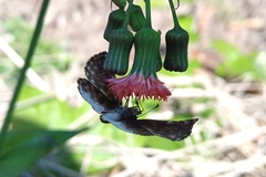 Gorgythion begga begga