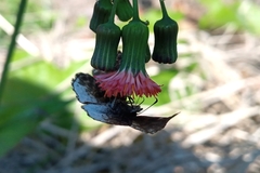 Gorgythion begga begga