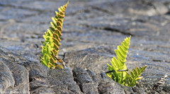 Polypodium pellucidum vulcanicum