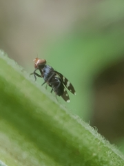 Herina frondescentiae