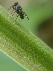 Herina frondescentiae