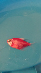 Gymnocorymbus ternetzi