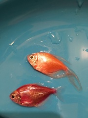 Gymnocorymbus ternetzi