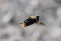 Sericomyia vockerothi