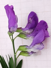 Lathyrus filiformis