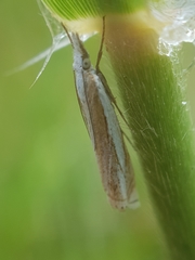 Crambus uliginosellus