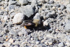 Sericomyia vockerothi