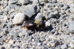 Sericomyia vockerothi