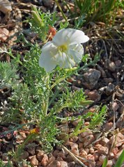 Oenothera coronopifolia