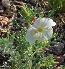 Oenothera coronopifolia
