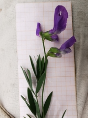 Lathyrus filiformis