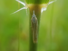 Crambus uliginosellus