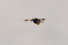 Sericomyia vockerothi