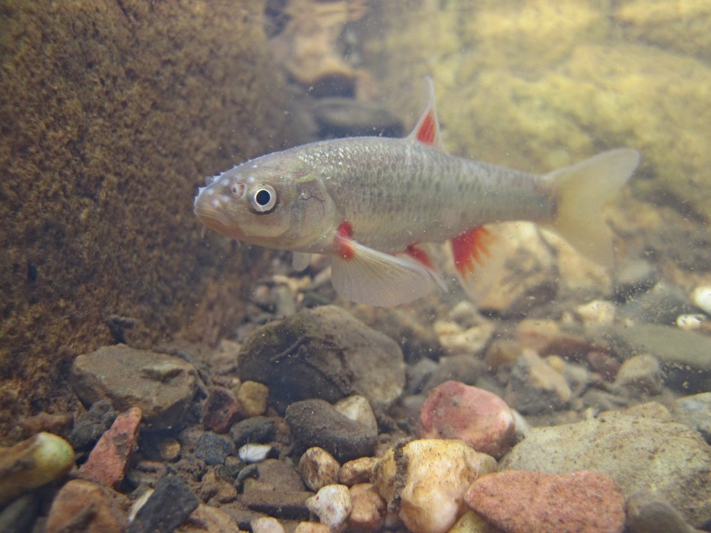 Smallscale Redfin