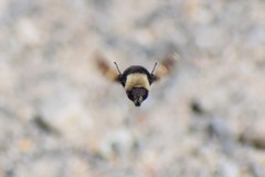 Sericomyia vockerothi
