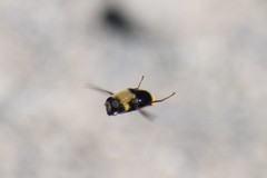Sericomyia vockerothi