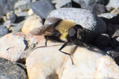 Sericomyia vockerothi