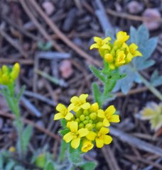 Draba aurea