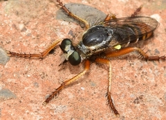 Saropogon flavicinctus