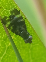 Herina frondescentiae