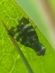 Herina frondescentiae