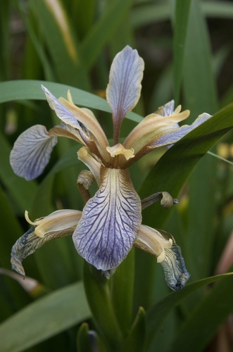 Stinking iris (Iris foetidissima)