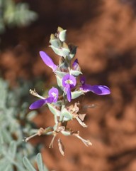 Dalea lasiathera