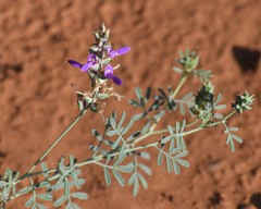 Dalea lasiathera