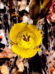Calochortus clavatus