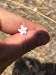Leptosiphon liniflorus