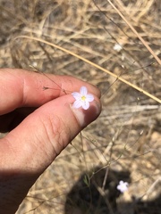 Leptosiphon liniflorus