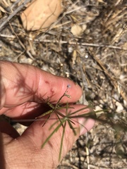 Leptosiphon liniflorus