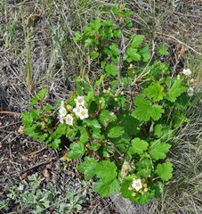Physocarpus monogynus