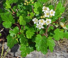Physocarpus monogynus