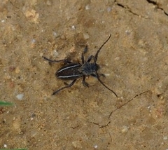 Neodorcadion bilineatum