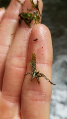 Fissidens rigidulus